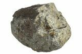 Chelyabinsk Meteorite ( g) - Witnessed Fall #263524-2